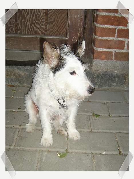 Jack russell terrier Plet † R.I.P. † billede 17