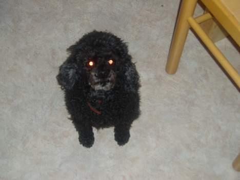 Dværgpuddel Daisy - "Smil til kameraet!" billede 2