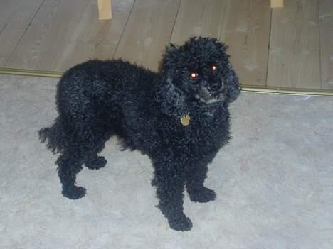 Dværgpuddel Daisy - Her står hun og kikker på min mor, der lige er kommet ind af døren ..  billede 3