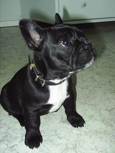 Fransk bulldog Diesel - 8 uger Må jeg ikke godt få en godbid...? billede 16