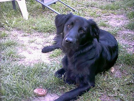 Labrador retriever cosmo - Jeg ved godt jeg er meget dejlig!!! billede 8