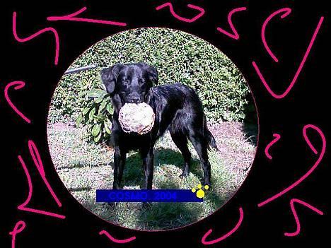 Labrador retriever cosmo billede 9