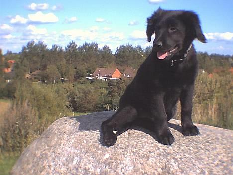 Labrador retriever cosmo - Det er bare så dejligt og sidde her!!! billede 10