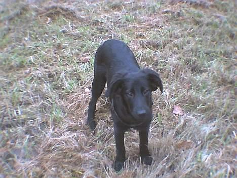 Labrador retriever cosmo - Hold da kæft en idiot!! billede 11