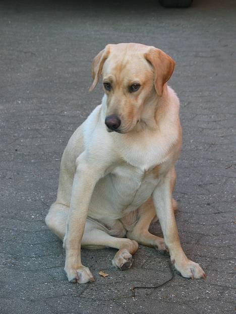 Labrador retriever Kikki - Meeget fotogen;) .. billede 14