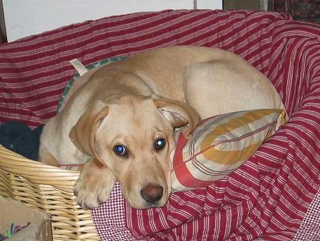 Labrador retriever Kikki - Kikki i sin kurv.. billede 15