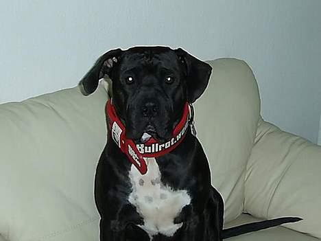 Blanding af racer cæzar(død) billede 1