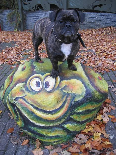 Blanding af racer Luna (R.I.P aflivet 17/1-17) - Vi fandt denne sjove sten på bakken billede 11