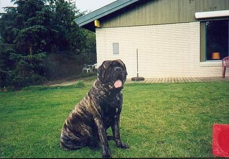 Mastiff Angus - Billed nr.1 billede 1