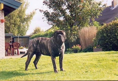 Mastiff Angus - Billed nr. 2 billede 2