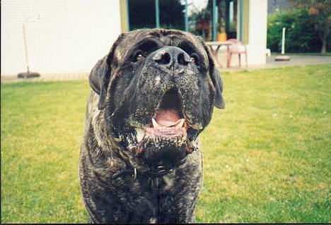 Mastiff Angus - Billed nr. 3 billede 3