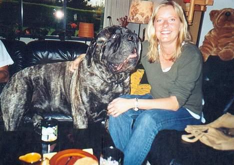 Mastiff Angus - Billed nr. 4 A billede 4