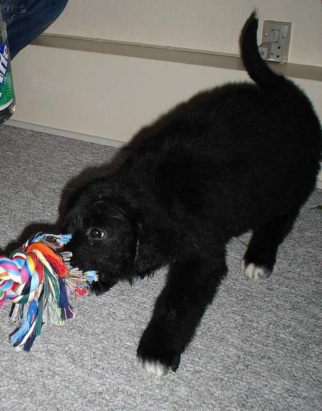 Blanding af racer Bella - rhhhghh jeg er stærk :) billede 2