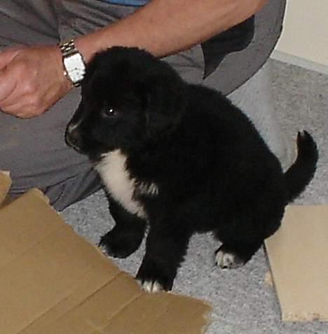 Blanding af racer Bella - er jeg ikke fin ?! billede 3