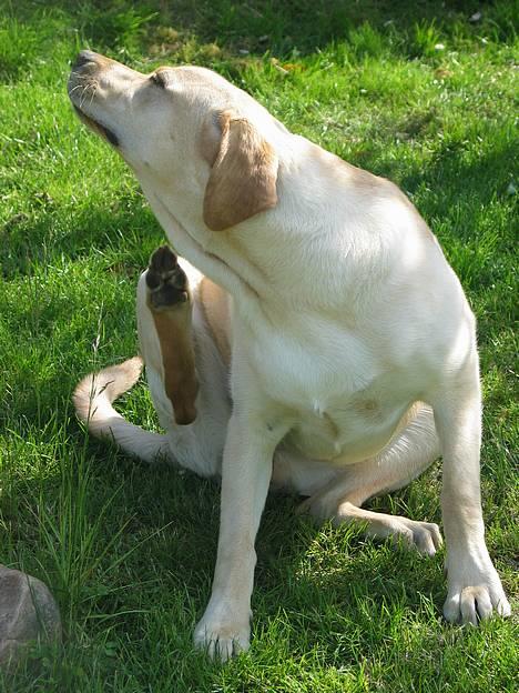 Labrador retriever Kikki - Det klør..heh;D billede 16
