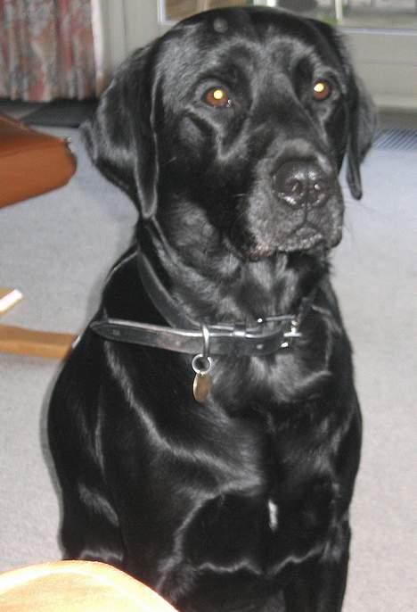 Labrador retriever Rollo - rollo hvor den sidder rigtig fint.. billede 1