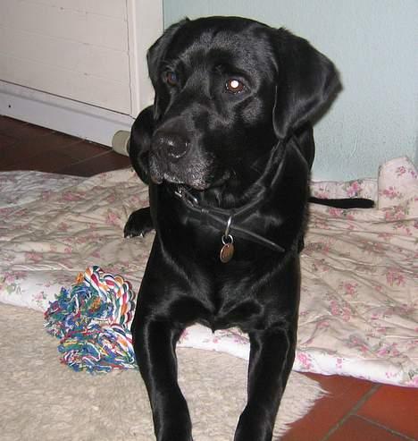 Labrador retriever Rollo - rollo.. på sit tæppe billede 2