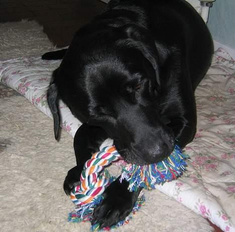 Labrador retriever Rollo - rollo..bider i sit legetøj billede 3