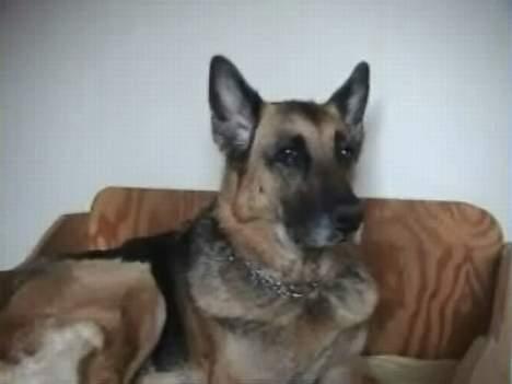 Schæferhund Tinka(Død) - Se hvor smuk jeg er! billede 1