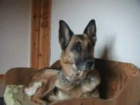 Schæferhund Tinka(Død) - Banker det på ... ? billede 2