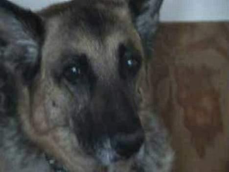 Schæferhund Tinka(Død) - Ih... Altså ... Skal du også tage billeder hele tiden? billede 3