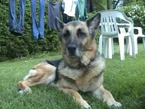Schæferhund Tinka(Død) - " taget i haven " billede 4