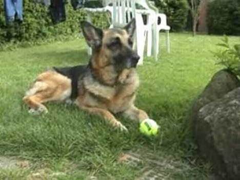 Schæferhund Tinka(Død) - Et af mine ynglings billeder! billede 5