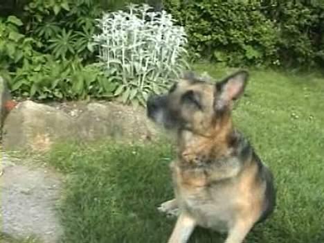 Schæferhund Tinka(Død) - Uha... Så skal jeg rejse mig! billede 6