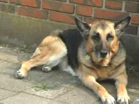Schæferhund Tinka(Død) - Åh... Det er varmt! billede 7