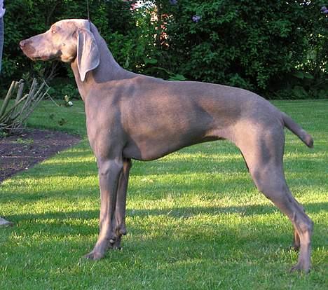 Weimaraner Asti - Asti maj 2005 billede 11