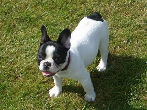 Fransk bulldog Frigg - Bare kom an! billede 10