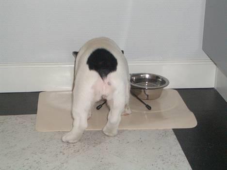 Fransk bulldog Frigg - Her ser man mig tit.....! billede 11