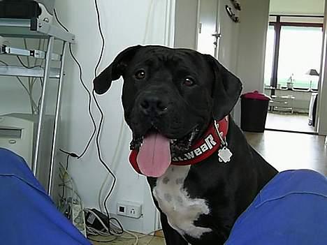 Blanding af racer cæzar(død) billede 2