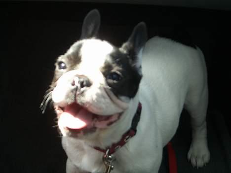 Fransk bulldog Frigg - Det kan hurtigt blive for varmt for sådan en lille hund som mig billede 12