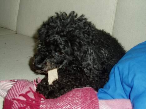 Dværgpuddel Daisy - Uhm, kødben :D billede 4