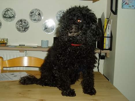 Dværgpuddel Daisy - Altså, altså .. Hvordan er hun kommet op på bordet ?  billede 5