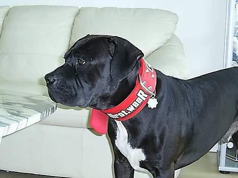 Blanding af racer cæzar(død) billede 3