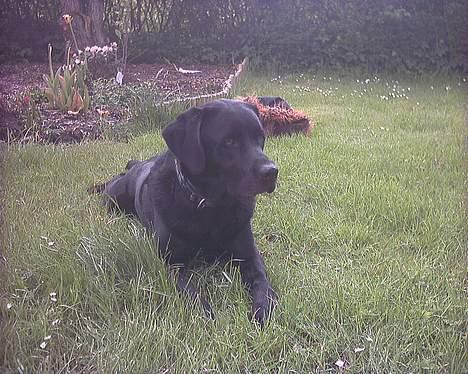 Labrador retriever Buddy - Jeg ligger med spredte ben.. jeg efterligner en frø tror jeg nok... men ellers er jeg da flot billede 18