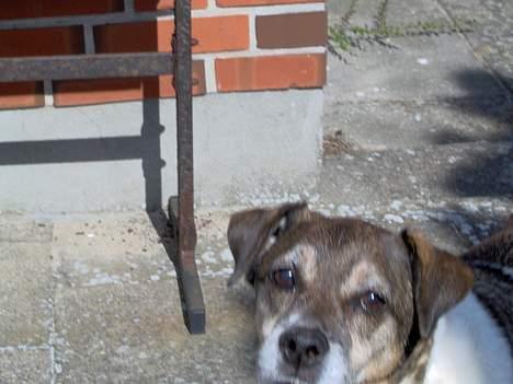 Dansk svensk gaardhund Pjevs billede 7