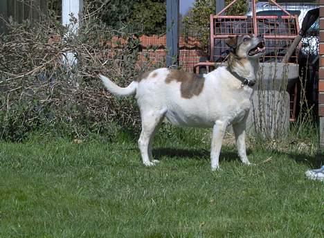 Dansk svensk gaardhund Pjevs - nøøj...pjevs som model..hehe!! billede 8