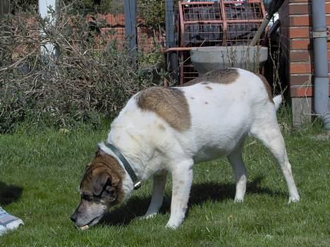 Dansk svensk gaardhund Pjevs - mums..hundekiks.. billede 9