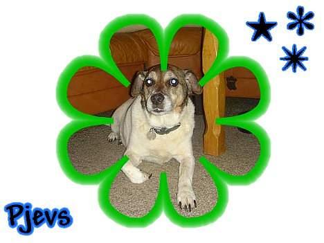 Dansk svensk gaardhund Pjevs - ..det er da vist mette der har været på spil!!- nogle rammer til det dejlige foto... billede 10