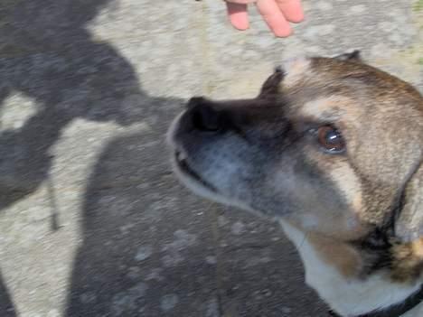 Dansk svensk gaardhund Pjevs billede 11