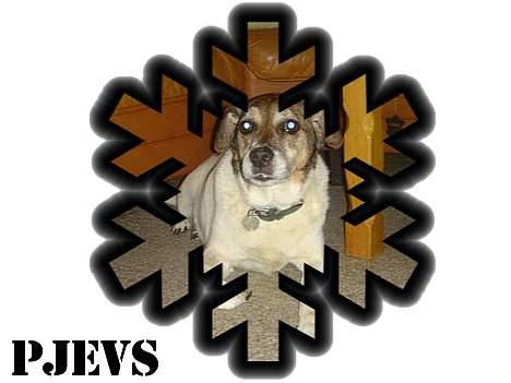 Dansk svensk gaardhund Pjevs billede 12