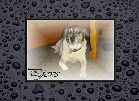 Dansk svensk gaardhund Pjevs - se hvor fin han kan blive... billede 13