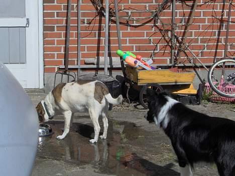 Dansk svensk gaardhund Pjevs - Hva er nu det..pjevs har hugget hollys vandskål..!! billede 14