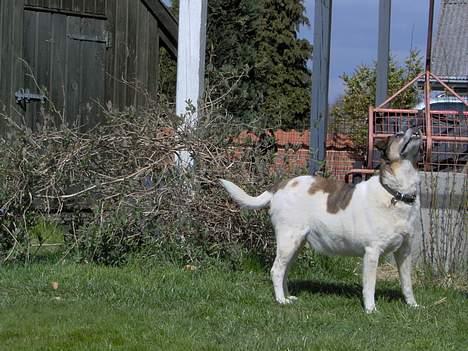 Dansk svensk gaardhund Pjevs billede 15
