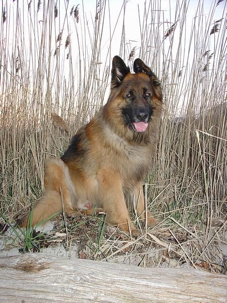 Schæferhund Lille Noller Mad Max - Ved stranden. Påsken 06 billede 12