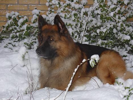 Schæferhund Lille Noller Mad Max - Jeg elsker at ligge ude i den kolde sne.... 27. December 05 billede 13