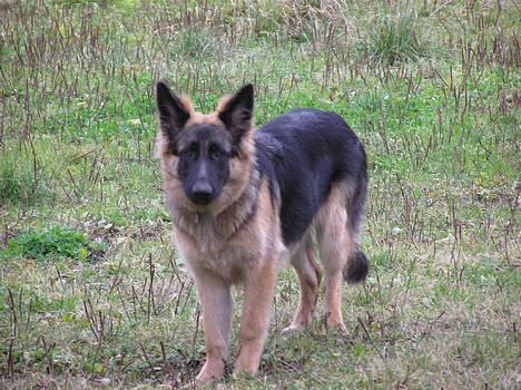 Schæferhund Aika - NYT billede 16